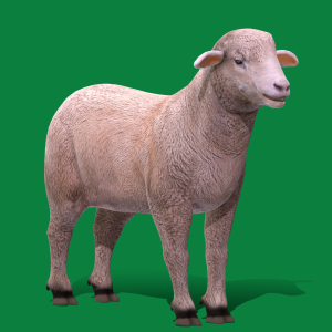 Sheep